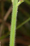 Carolina false vervain